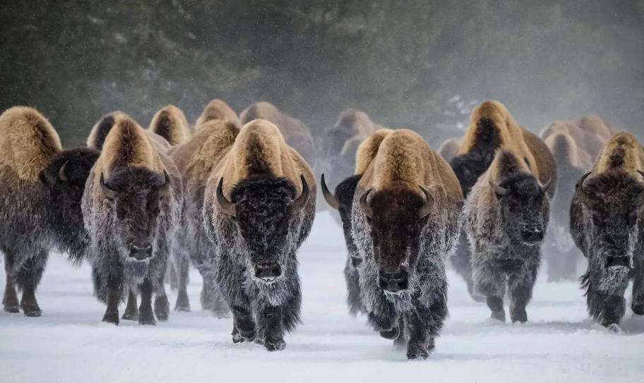 数字党建信息平台网上党支部文山轮播图2